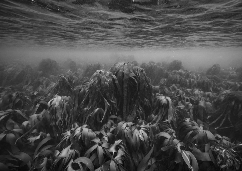 © Nicolas Floc'h_Paysages productifs, Initium Maris, 0uessant, - 7m, 2016