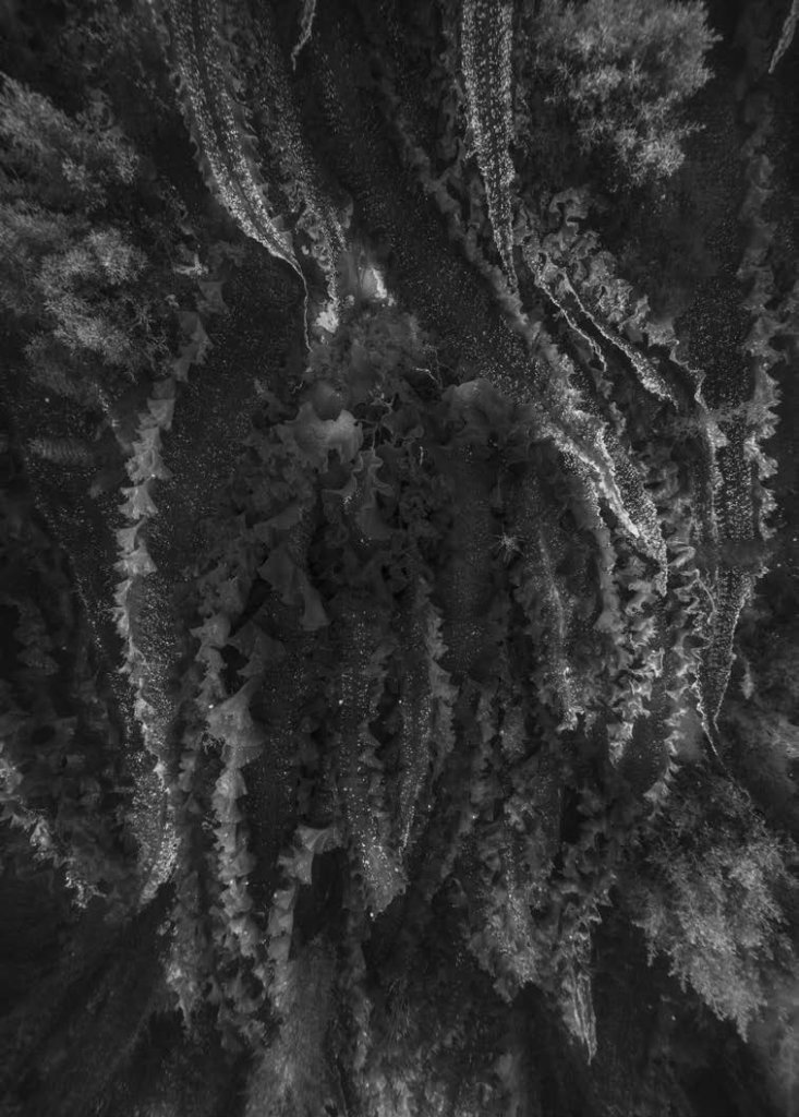 © Nicolas Floc'h_Paysages productifs, Initium Maris, Molène, - 7m, 2019